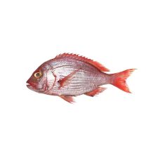 Paprastasis rifešerys (Red Snapper), skrost., 1-2kg, atvės., 1*6kg