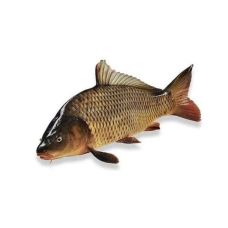 Karpa (Carp), ķid., a/g, 1.5-2.5kg, atvēs., Latvija