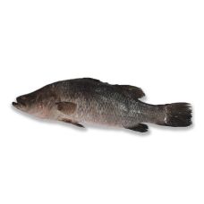 Barramundi, roogitud, peaga, 0.5-1kg, sulat.