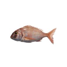 Dorada sarkanā (Red Porgy), neķid., 800-1000g, atvēs., 1*6kg