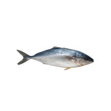 Tuna Blue fin, whole, gutted, headless, 10+ kg, chilled