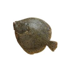 Kammeljas (Turbot), roogitud, 1-2kg, sulat., PPAC