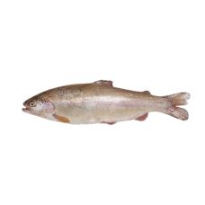 Forele Varavīksnes, ķid., a/g, 260-280g, sald., 1*5kg (t.s. 4.5kg)