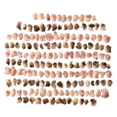 Mencas Atlantijas vaigi, a/ā, PBO, 5-10g, sald., 1*~10kg