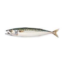 Mackerel, whole round, 400-600g, frozen, 1*20kg (n.w. 20kg)