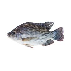 Tilapia, skin on, 800+g, frozen, IQF, 1*10kg (n.w. 9kg)