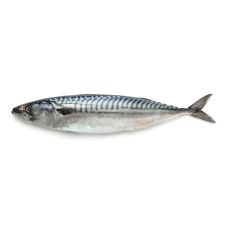 Makrele Atlantijas, vesela, 450-600g, sald., IQF, 1*18kg (t.s. 18kg)