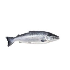 Salmon Atlantic, gutted, head on, 6-7kg, chilled, 1*20 kg