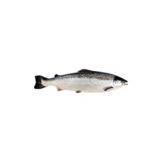 Salmon Atlantic, gutted, head on, 5-6kg, chilled, 1*20kg