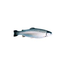 Salmon Trout, gutted, head on, 3-4kg, chilled, 1*~20kg, Norway