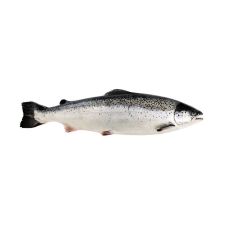 Salmon Atlantic, gutted, head-on, ~5-7kg, chilled, packed, PPAC