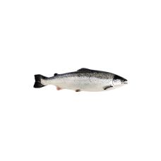 Salmon Atlantic, gutted, head on, 4-5kg, chilled, 1*20kg