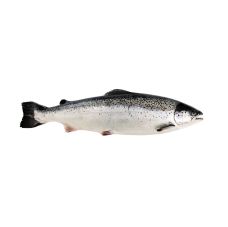 Salmon Atlantic, gutted, head on, 8-9+kg, chilled, 1*20kg