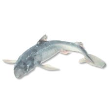 Spiny dogfish, skin off, 300+g, chilled