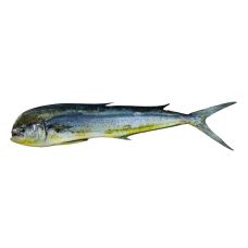 Mahi-Mahi, žuvis, 10+kg, atvės.