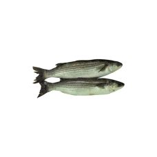 Серая кефаль (Grey mullet), непотрош., 0.5-1кг, охл., 1*3кг, Средиземное море