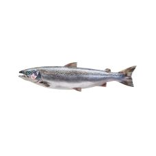 Salmon Atlantic (Scottish) Red Label, gutted, 3-5/5-6/6-7kg, chilled, 1*20kg