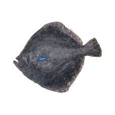 Akmeņplekste (Turbot), neķid., 3-4kg, atvēs., 1*10kg