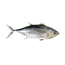 Tunzivs (Yellowtail), vesels, ķid., 10+kg, atvēs.