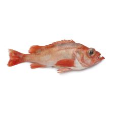 Морской окунь (Red Fish), непотрош., 0.7-1.5кг, охл., 1*20кг