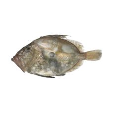 Cв. Петра рыба (John Dory), целая, 1-2кг, охл.