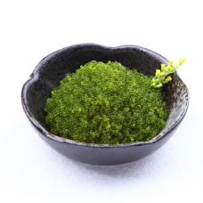 Flying fish roe Tobiko Wasabi, frozen, 12*500g