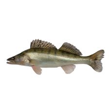 Koha (Pikeperch), terve, peaga, rookimata, 1-2.5kg, jahut., 1*5kg, Läti (Sander lucioperca)