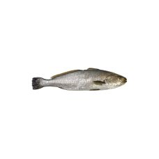 Ērgļzivs savvaļas (Corvina), neķid., atvēs., 2+kg