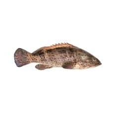 Grouper Malabar, whole, 4+kg