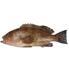 Kivikoha (Grouper brown) pruun, terve, rookimata, 3-5kg, jahutatud, (Epinephelus spp),