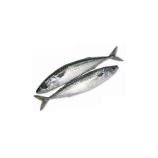 Mackerel not gutted, 150-300g, chilled, 1*3kg