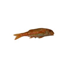 Jūras barbe (Red mullet), neķid., 100-200g, atvēs., 1*3kg