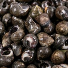 Mussels Periwinkle, 275-350, chilled, 1kg, Netherlands