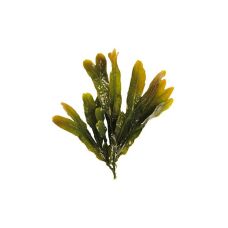 Seaweed SEA OAK, 500g, Netherlands