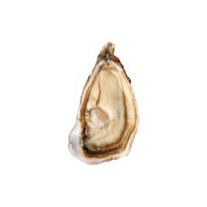 Oysters Creuses FINE SAINT KERBER 2 (80-100g), 100pcs, France