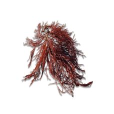 Jūras zāles RED HORNWEED, 1kg, Nīderlande