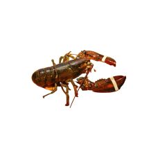 Омар живой, Канадский (Canadian lobster), 400-500г