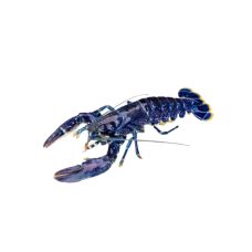 Lobster alive, European, blue,  800-1000g