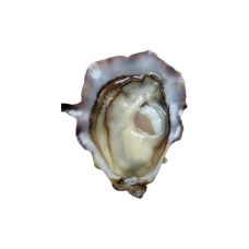 Oyster Creuses SP JOLIE MAUGER 2 (80-100g), 24pcs, France