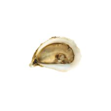 Oysters Creuses SP NOVA SCOTIA 3 (50-70g), 24gab, Canada