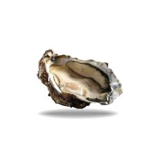 Oysters Creuses SP BLACK PEARL 4 (40-60g), 48 pcs, France