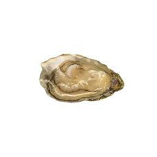 Oysters Creuses SP TSARITSA 2 (80-100g), 48pcs