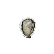 Oysters Creuses SP TARBOURIECH 2 (80-100g), 48pcs, France