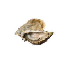 Oysters Creuses SP NORMANDIE 2 (80-100g), 24pcs, France