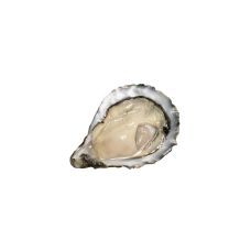 Oysters SP IRISH MOR 4 (40-60g), 48 pcs, Ireland