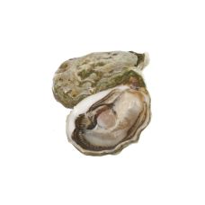 Austeres Creuses SP JOSEPHINE 3 (60-80g), 48gab, Francija