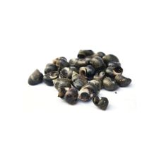 Мидии Littorine (Periwinkles), Jumbo, охл., 1кг, Нидерланды