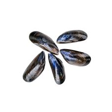 Mīdijas zilas (Blue mussels) Rope, M, atvēs., 9kg, MAP, Dānija
