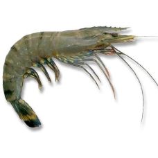 Shrimps whole, 16/20, Black Tiger, frozen, IQF, 10*1kg (n.w. 750g), (P.Monodon), RSeafood