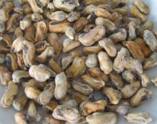 Mussels meat, ASC, 300/500, frozen, 1*10kg (n.w. 9kg)